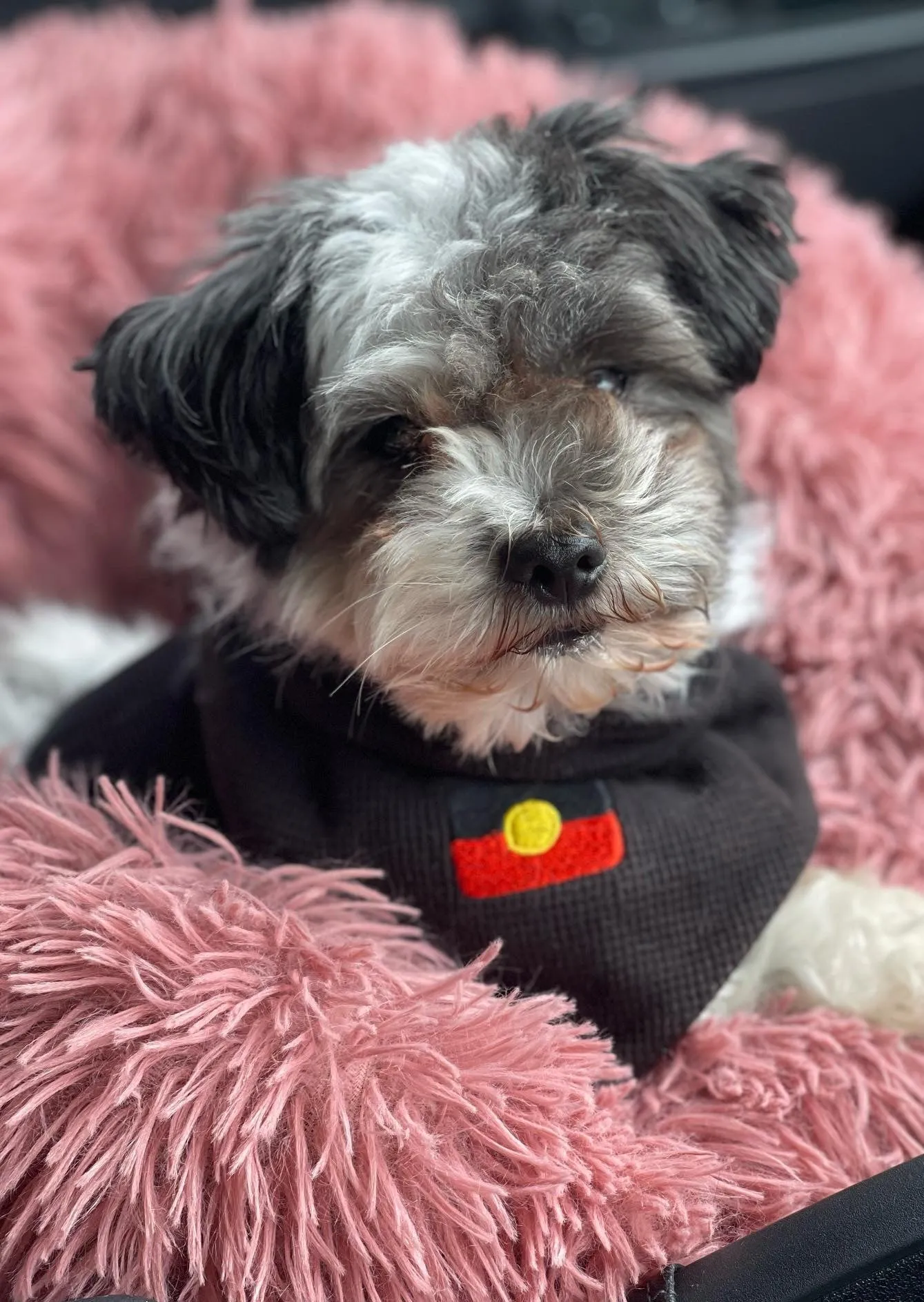 Aboriginal Flag Dog Pet Scarf